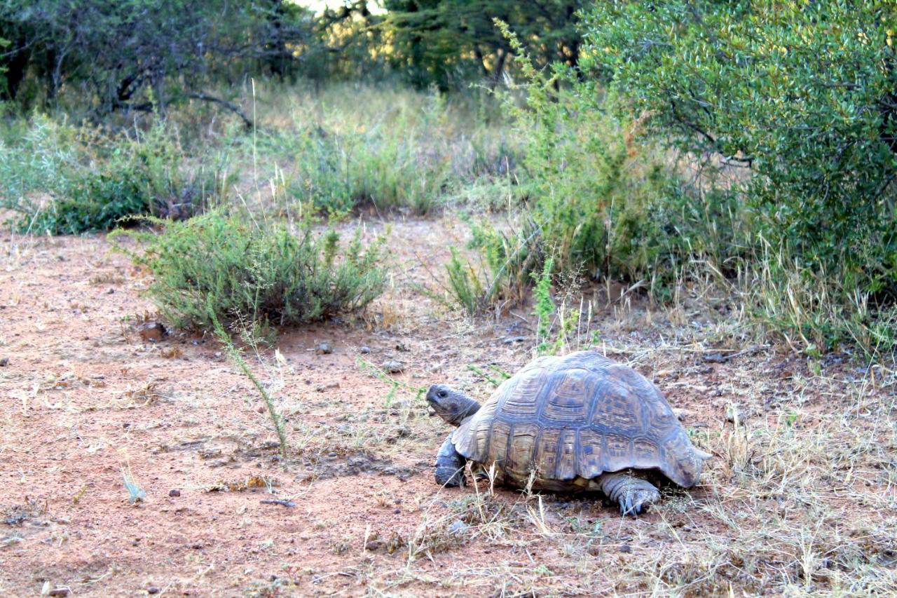 Ndlovu Log Home Dinokeng Klipdrift المظهر الخارجي الصورة