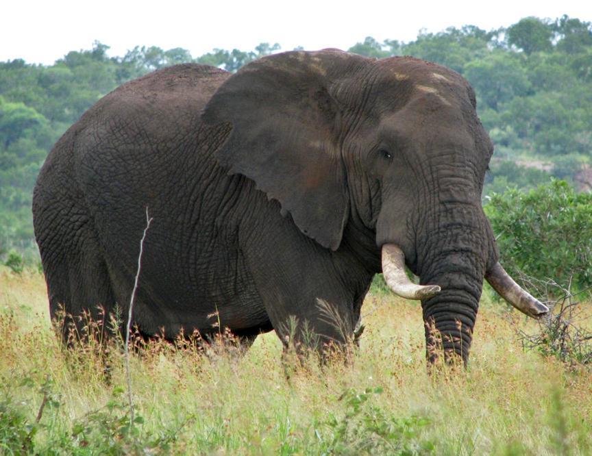 Ndlovu Log Home Dinokeng Klipdrift المظهر الخارجي الصورة