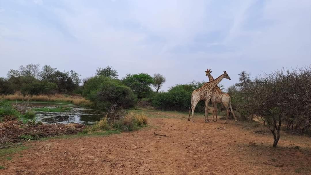 Ndlovu Log Home Dinokeng Klipdrift المظهر الخارجي الصورة