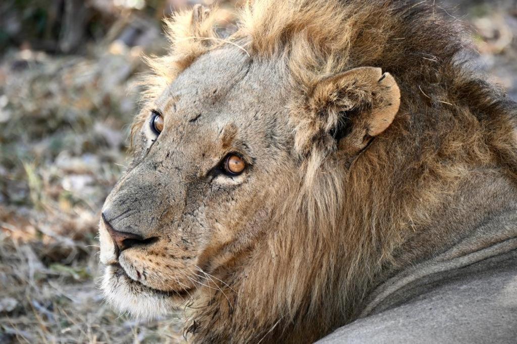 Ndlovu Log Home Dinokeng Klipdrift المظهر الخارجي الصورة