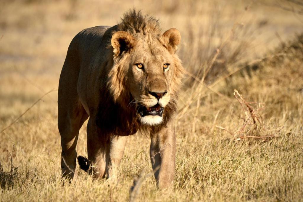Ndlovu Log Home Dinokeng Klipdrift المظهر الخارجي الصورة