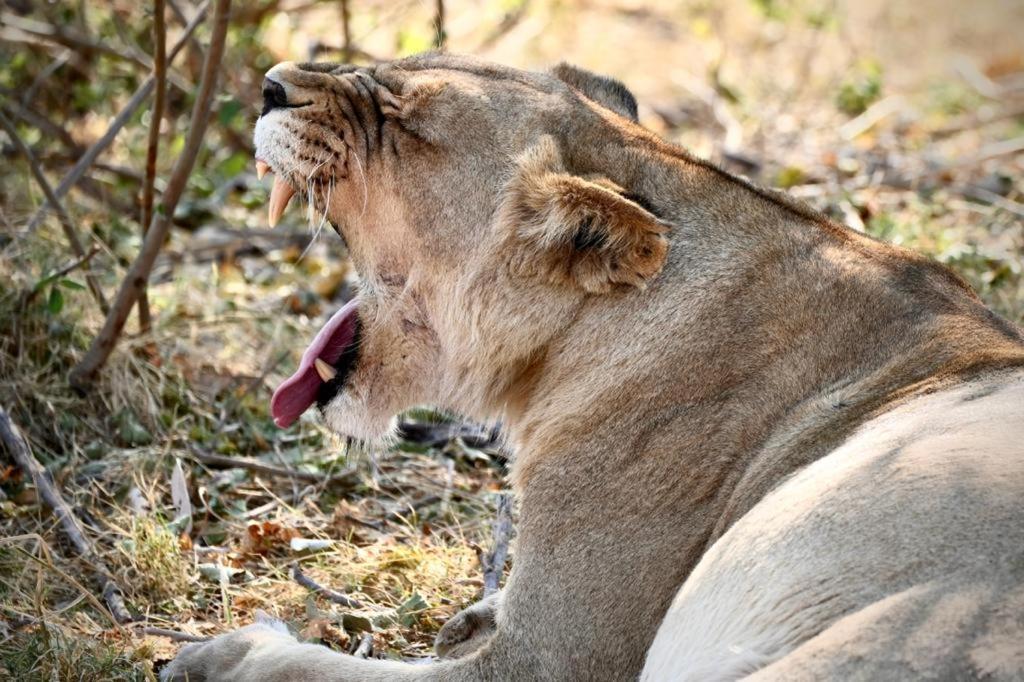 Ndlovu Log Home Dinokeng Klipdrift المظهر الخارجي الصورة