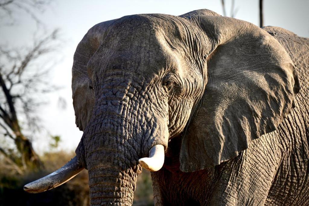 Ndlovu Log Home Dinokeng Klipdrift المظهر الخارجي الصورة