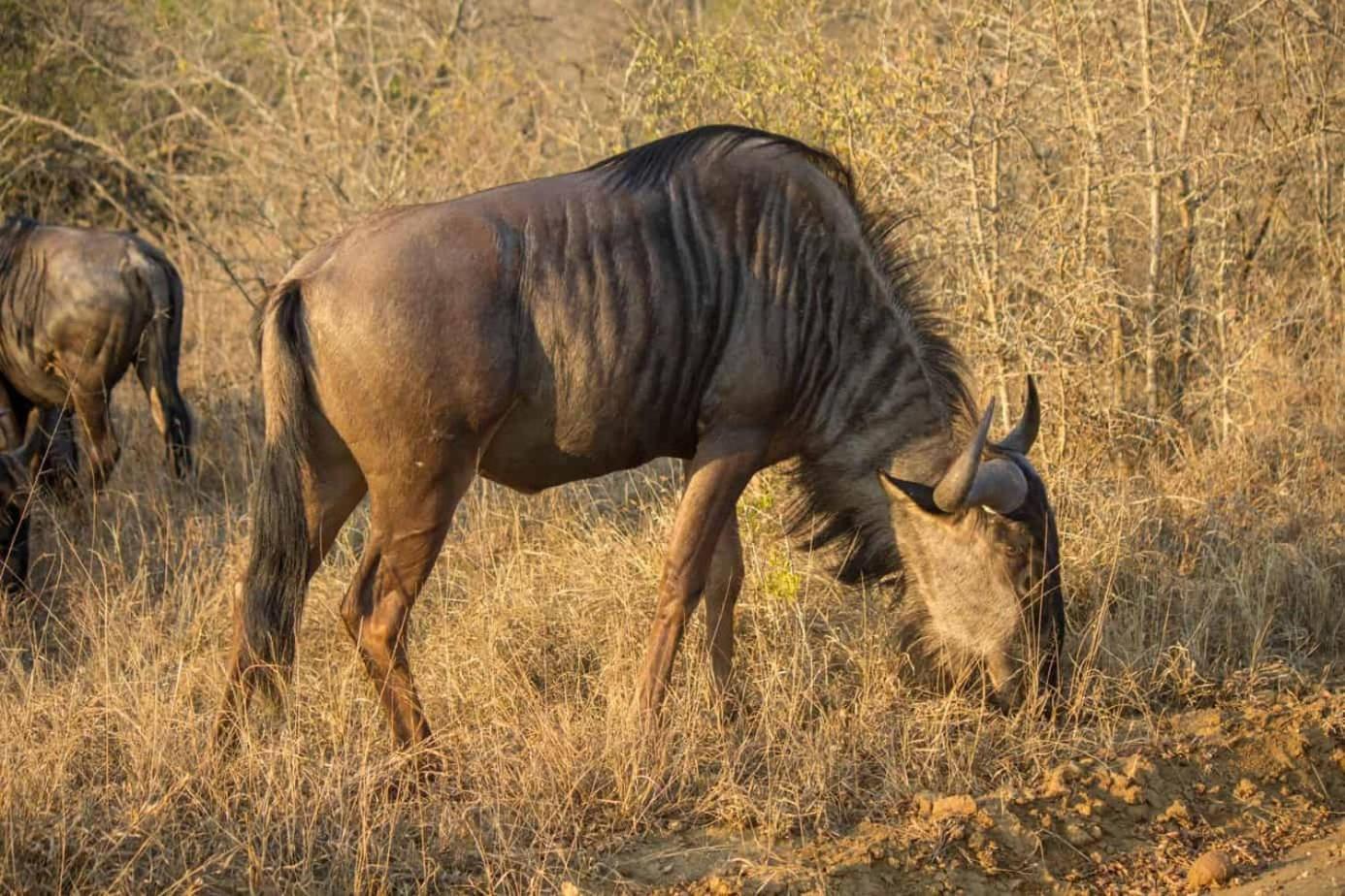 Ndlovu Log Home Dinokeng Klipdrift المظهر الخارجي الصورة