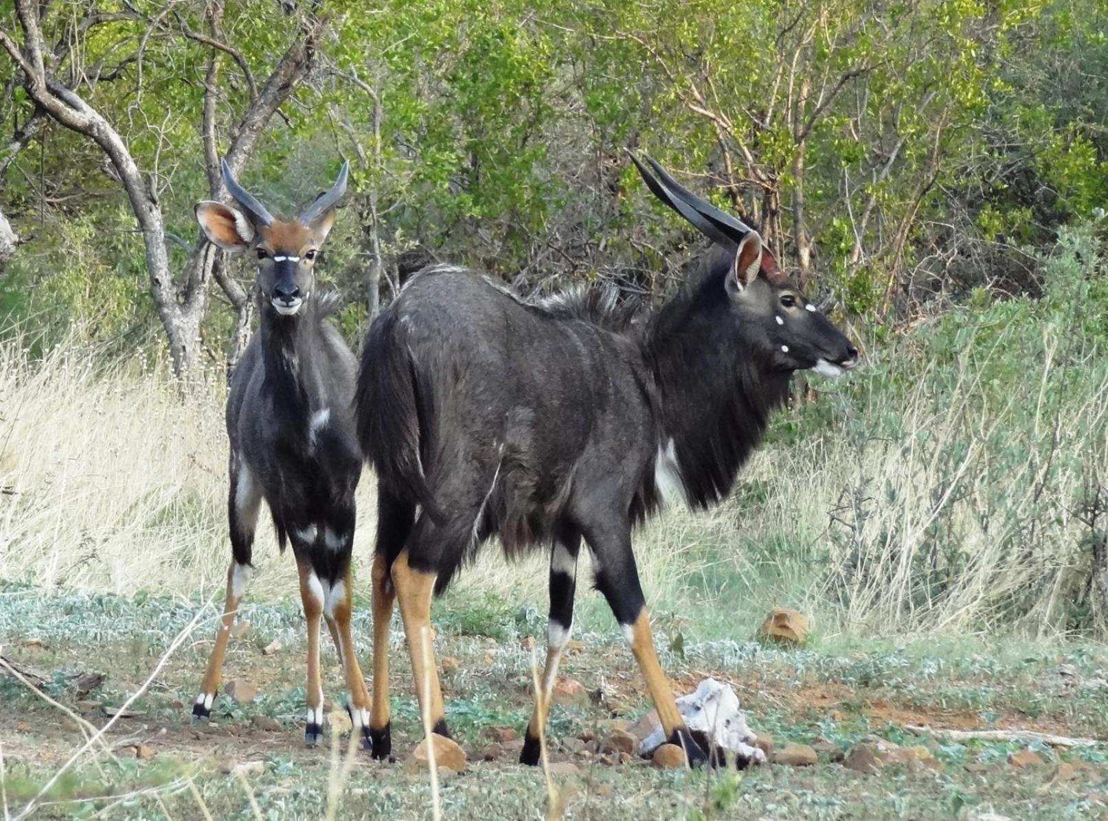 Ndlovu Log Home Dinokeng Klipdrift المظهر الخارجي الصورة