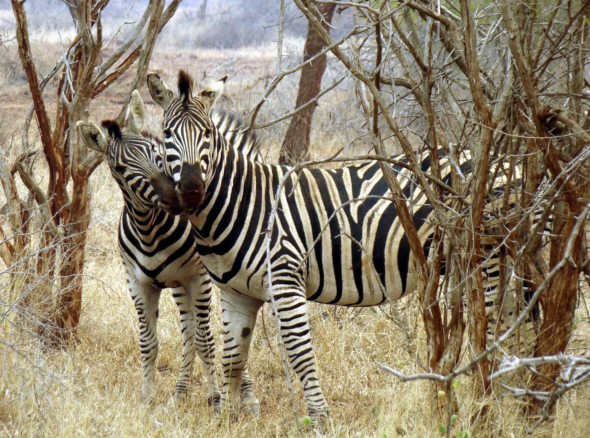 Ndlovu Log Home Dinokeng Klipdrift المظهر الخارجي الصورة