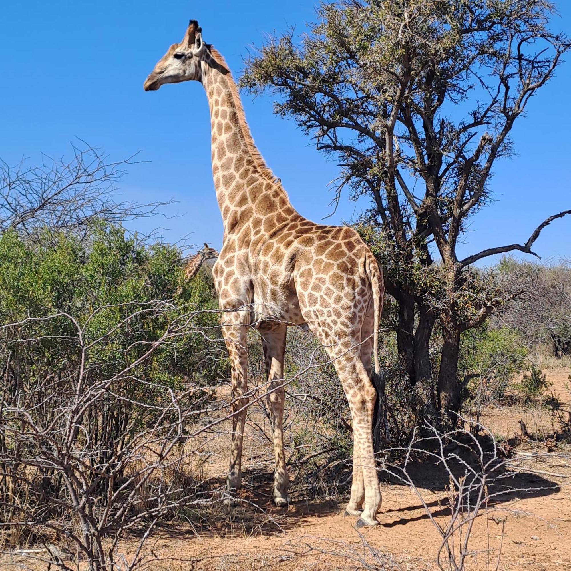 Ndlovu Log Home Dinokeng Klipdrift المظهر الخارجي الصورة